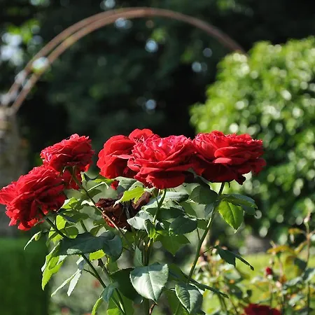 Chateau Du Plessis - Anjou Bed & Breakfast La Jaille-Yvon